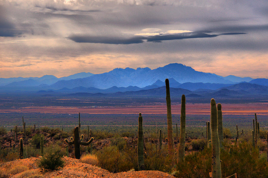 Sonoran Desert Floor Photograph by Lawrence Goldman Photography