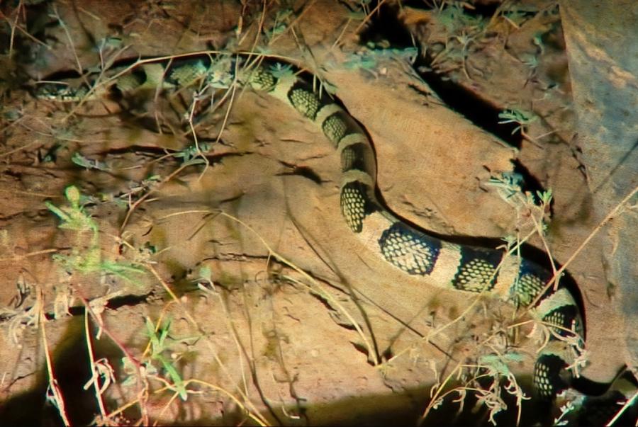 Sonoran Desert Longnosed Snake Vintage Photograph by Judy Kennedy