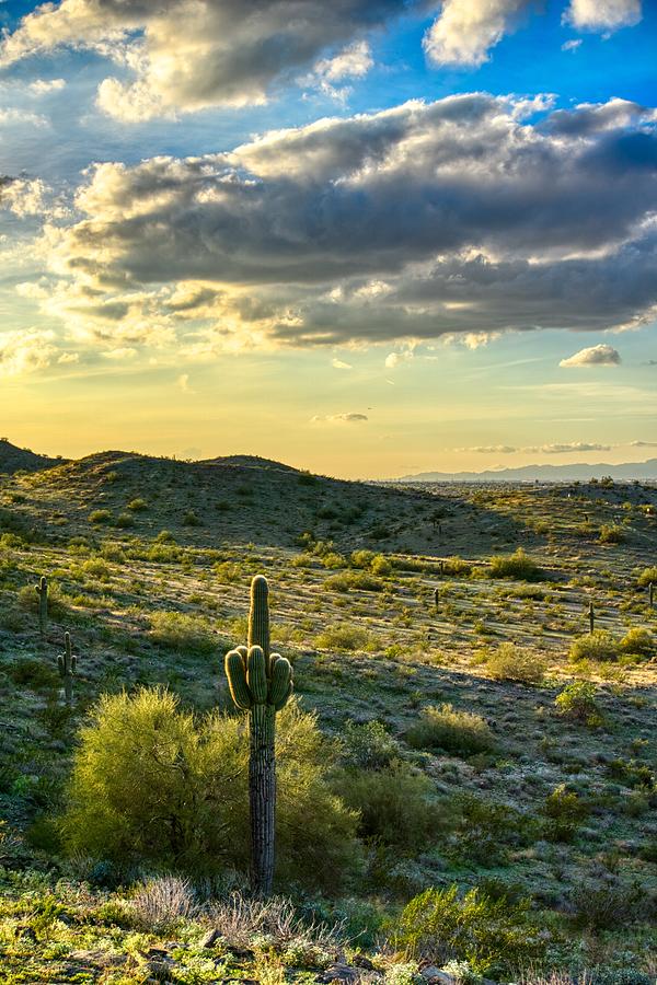 Sonoran Desert Portrait Photograph by Anthony Giammarino