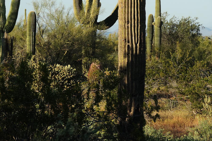 Sonoran Desert Saguaros Photograph by Bill Tomsa