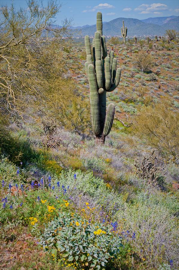 Sonoran Desert Scene Photograph by Denise Elfenbein