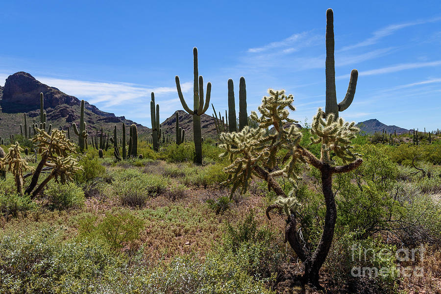 Sonoran Desert Scene  Photograph by Jeff Hubbard