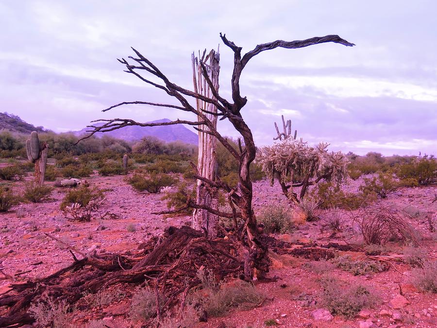 Sonoran Desert Spine Photograph by Judy Kennedy