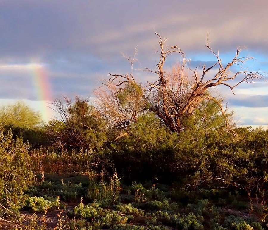 Sonoran Desert Spring Rainbow Photograph by Judy Kennedy