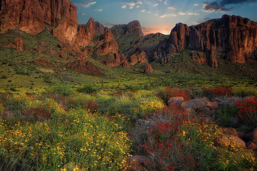 Sonoran Desert Springtime Photograph by Hans Brakob