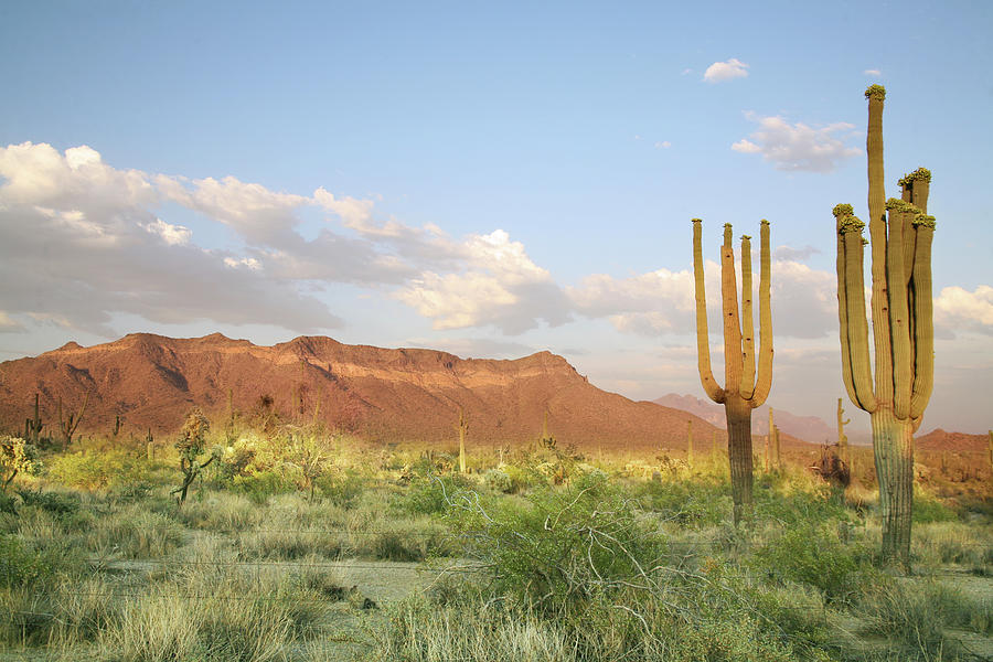 Sonoran Desert Photograph by Vlynder