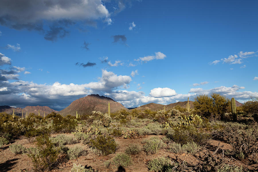 Sonoran Desert winter 2019 Photograph by John Heywood | Fine Art America