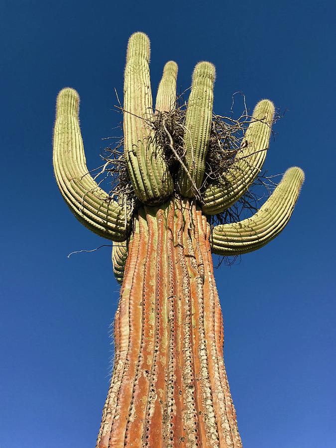 Sonoran Saguaro Photograph by FlyingFish Foto - Pixels