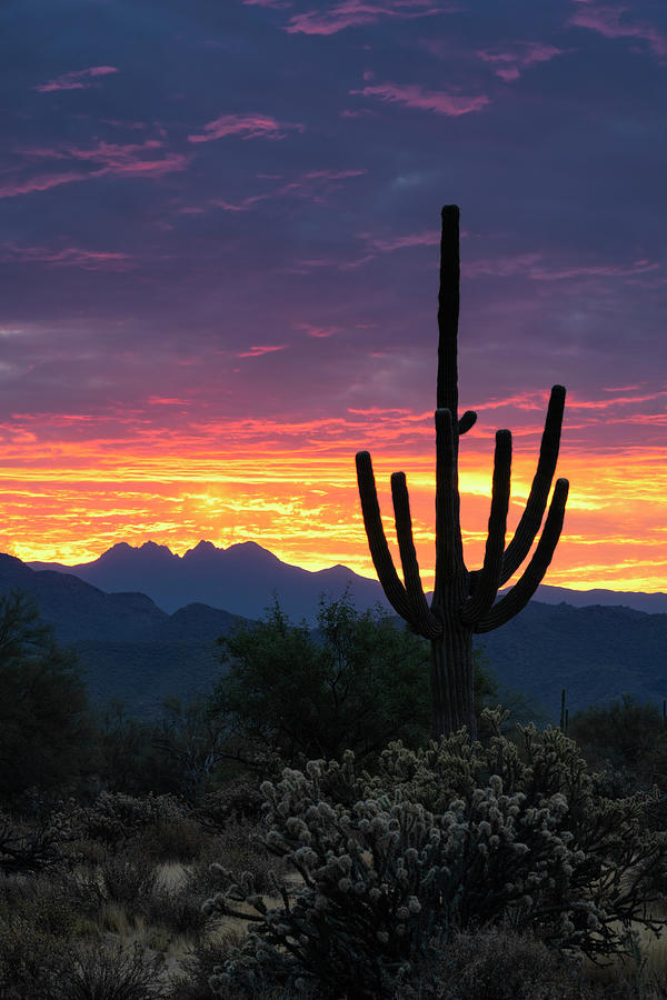 Sonoran Saguaro Sunrise Calling  Photograph by Saija Lehtonen