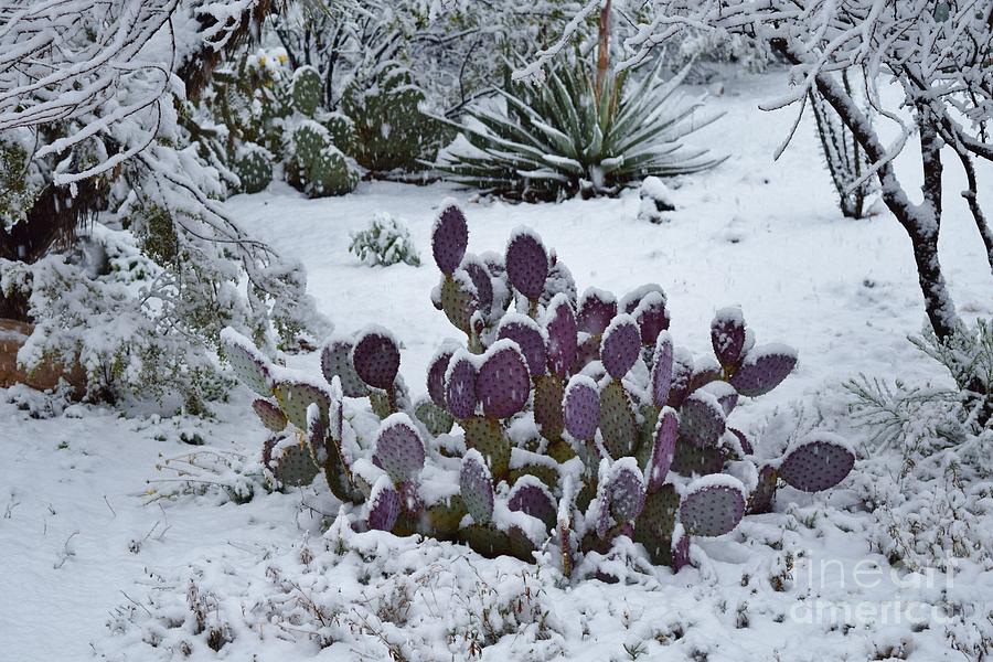 Winter Photograph - Sonoran Snow Splendor by Janet Marie