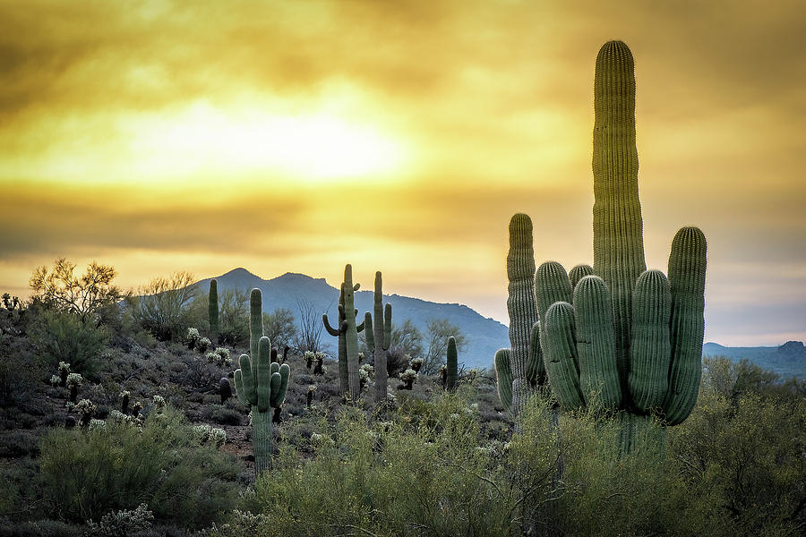 Mountain Photograph - Sonoran Sunrise by Phil And Karen Rispin