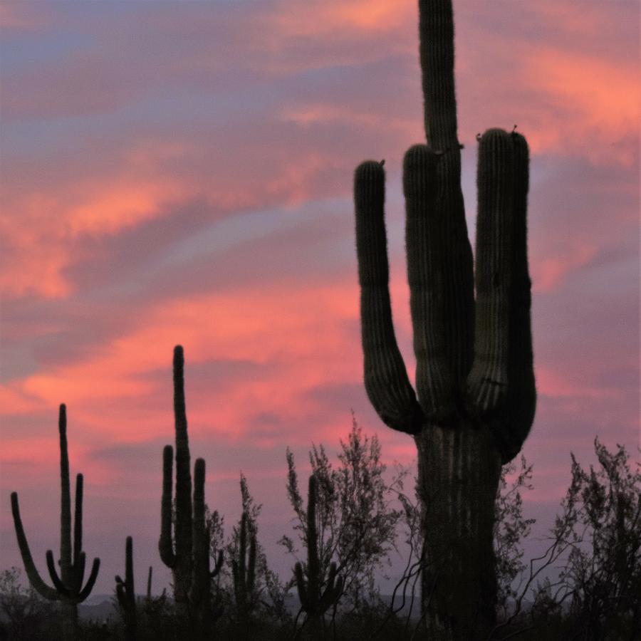 Sonoran Sunset Photograph by Bill Tomsa