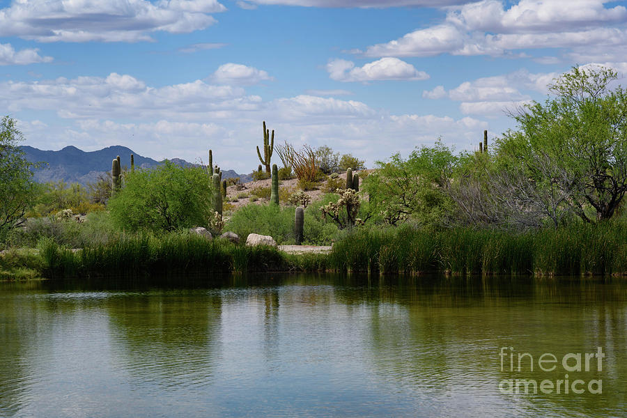Sonoran Refuge Photograph by Jeff Hubbard
