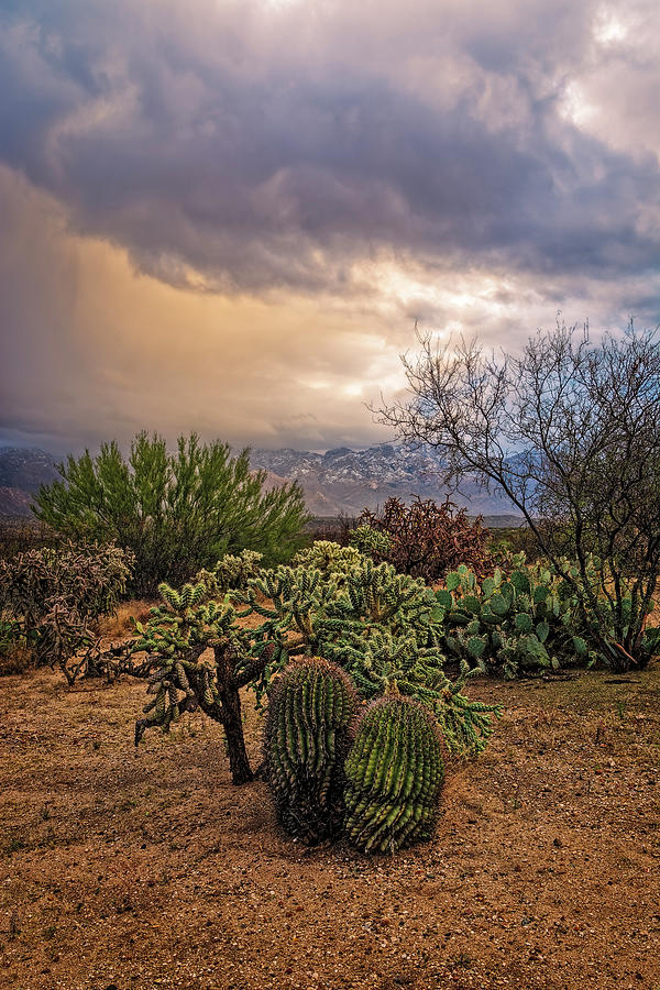 Sonoran Desert Photograph - Sonoran Winter v1623 by Mark Myhaver Sonoran Desert Photograph - Sonoran Winter v1623 by Mark Myhaver