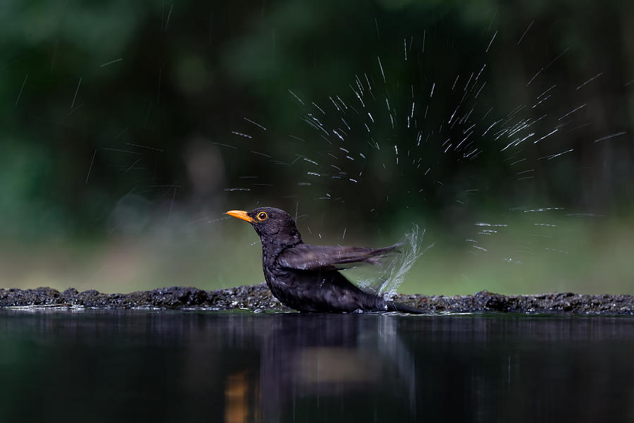 Bird Photograph - Soooo by Sufang Wang