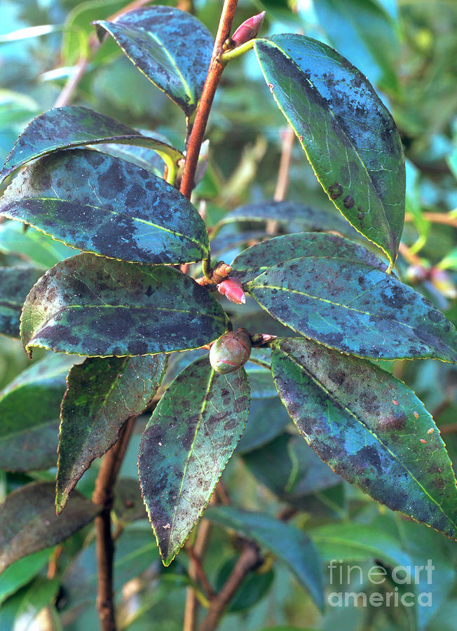 Sooty Mould On Camellia Sp Photograph by Geoff Kidd/science Photo Library