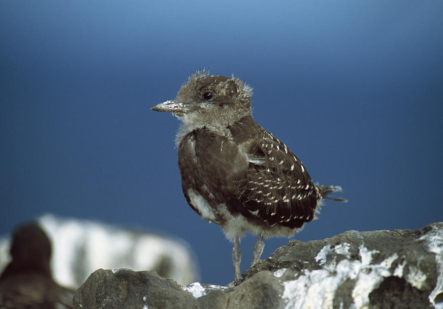 Sooty Tern  Chick Sterna Fuscata Photograph by Nhpa