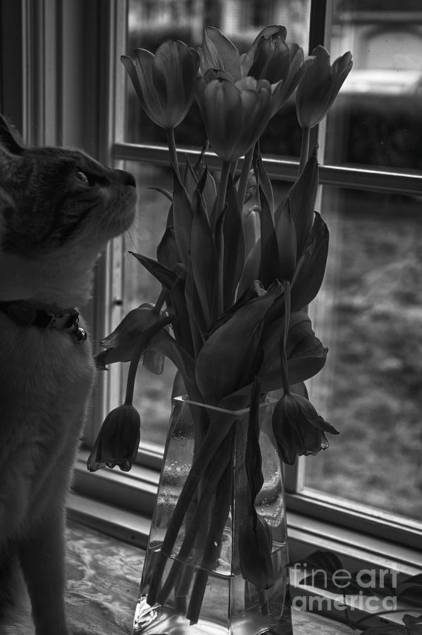 Sophie and Tulips by Ruth H Curtis Sophie and Tulips by Ruth H Curtis