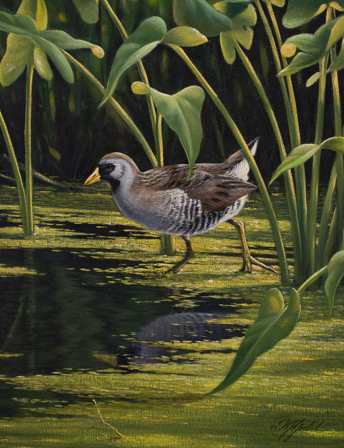 Bird Painting - Sora Rail by Wilhelm Goebel