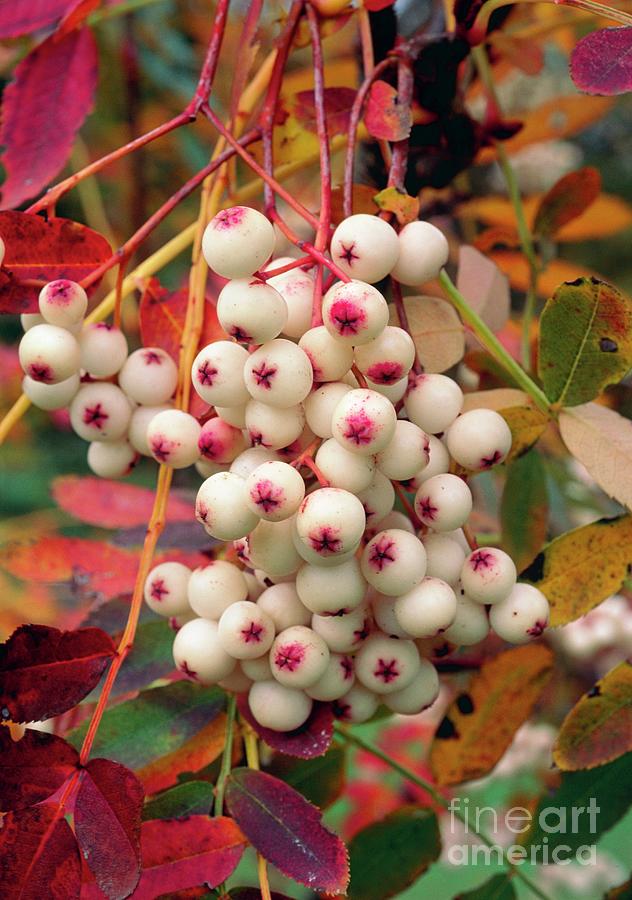 Sorbus Forrestii Photograph by Malcolm Richards/science Photo Library