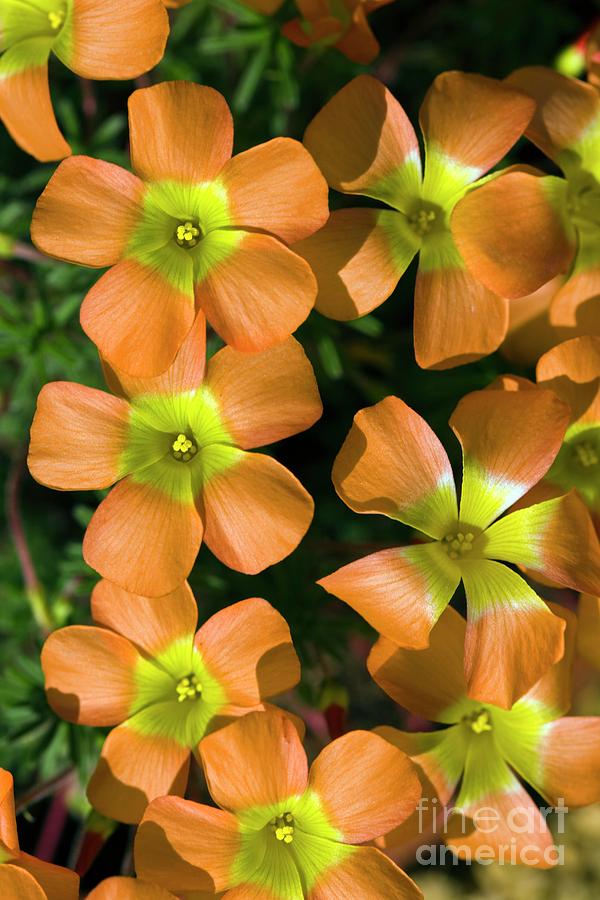 Nature Photograph - Sorell (oxalis Massoniana) by Dr Keith Wheeler/science Photo Library