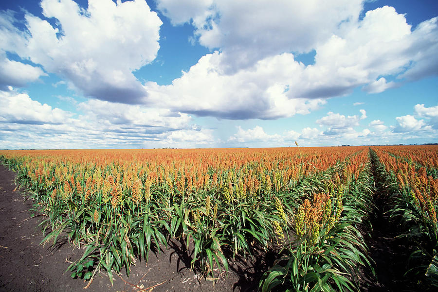 Sorghum Field Photograph by Ooyoo