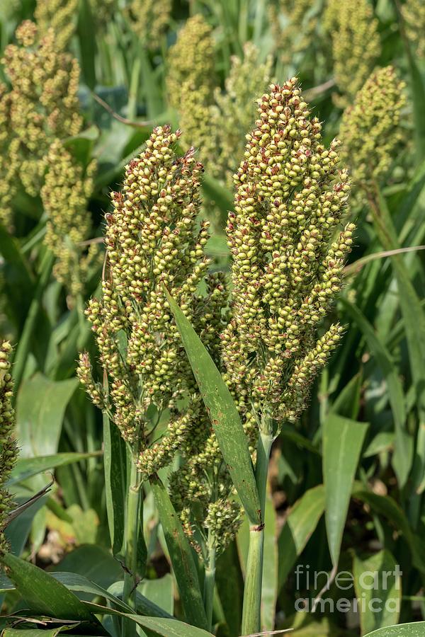 Sorghum - Sorghum Bicolor- Seed Head Photograph by Martyn F. Chillmaid/science Photo Library