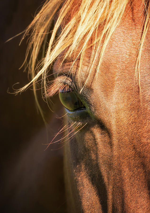 Sorrel Horse Eye Photograph by Betty Wiley