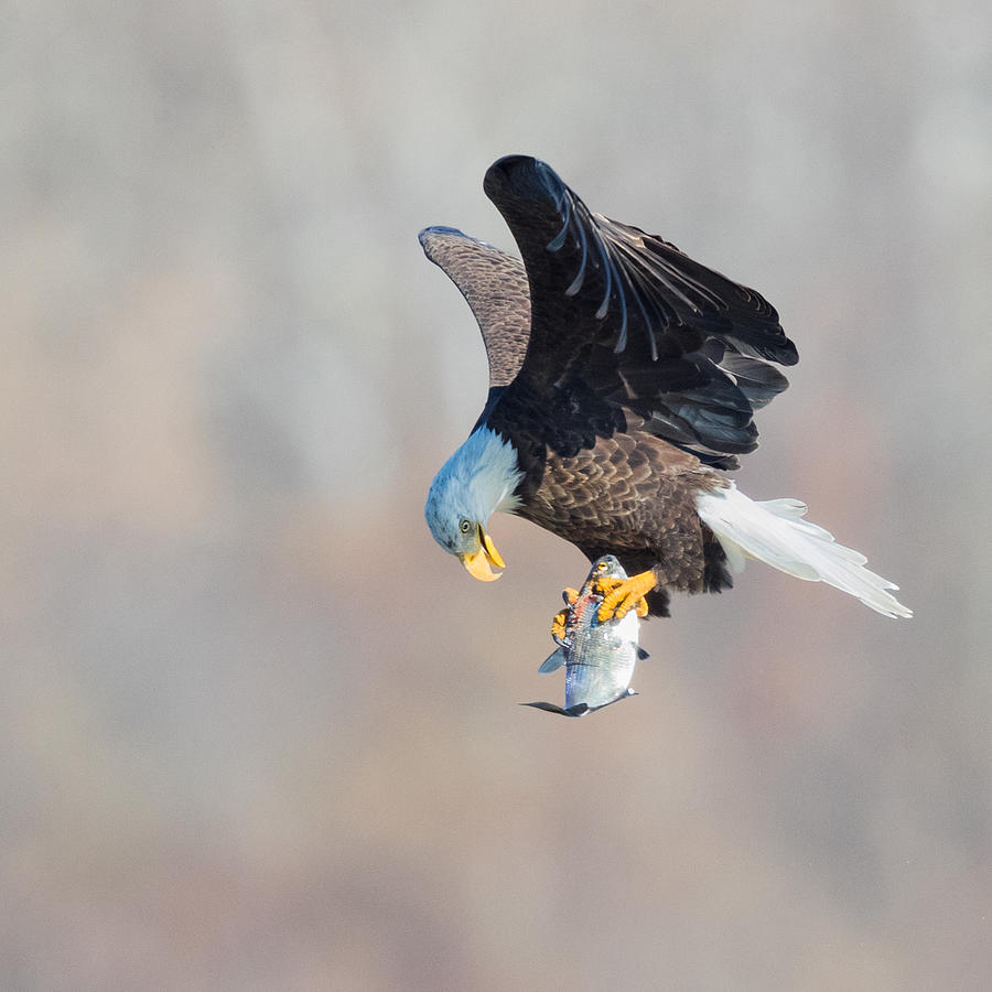 Eagle Photograph - Sorry by Cheng Chang