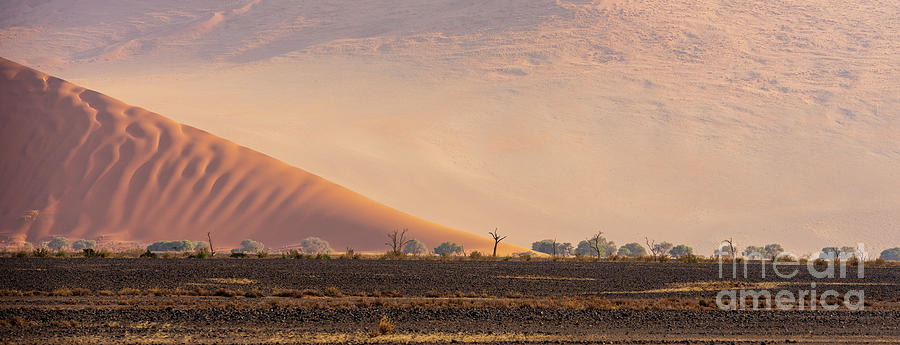 Sossusvlei Dunes And Trees Photograph