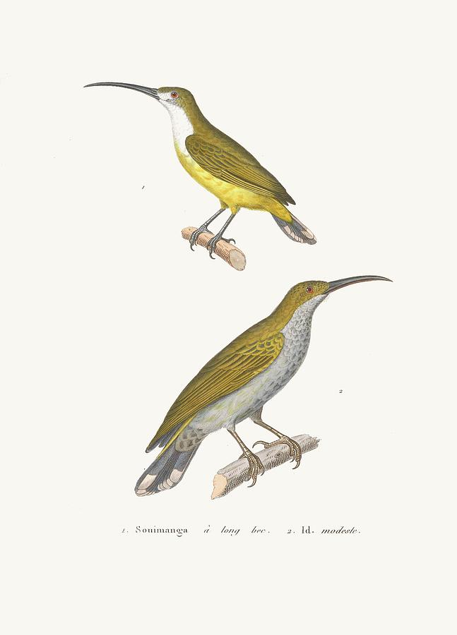 Bird Painting - Souimanga A Longbec by Coenraad Jacob Temminck