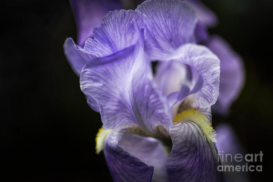 Soul Blossom - Blue Bearded Iris  Photograph by Mary Lou Chmura