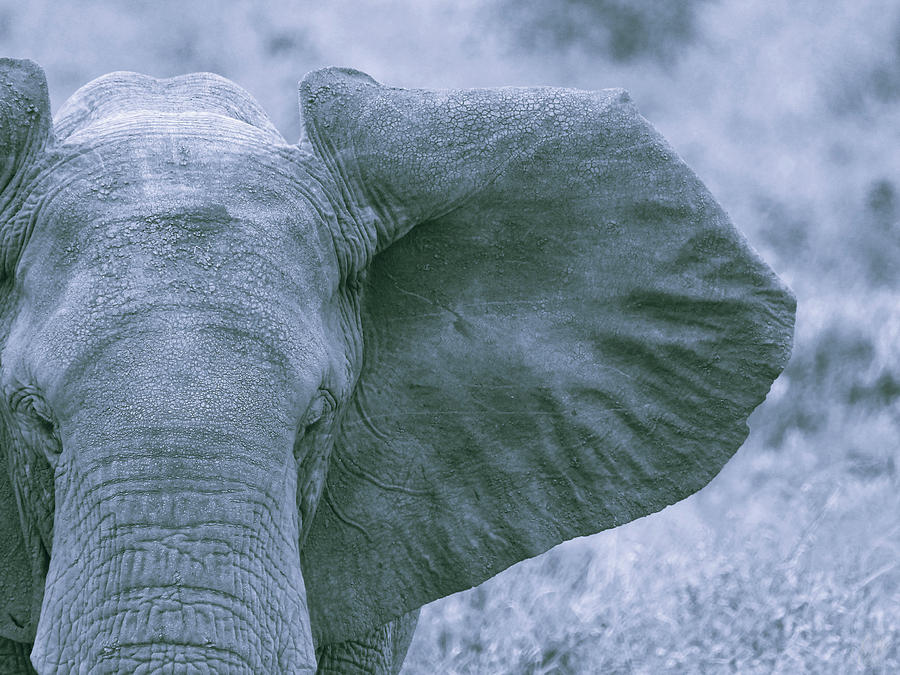 SOUL OF AFRICA by Elie Wolf SOUL OF AFRICA by Elie Wolf