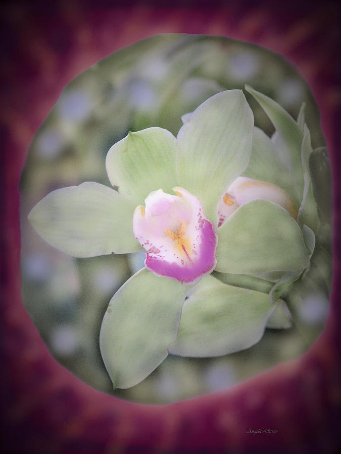 Soul of an Orchid Photograph by Angela Davies