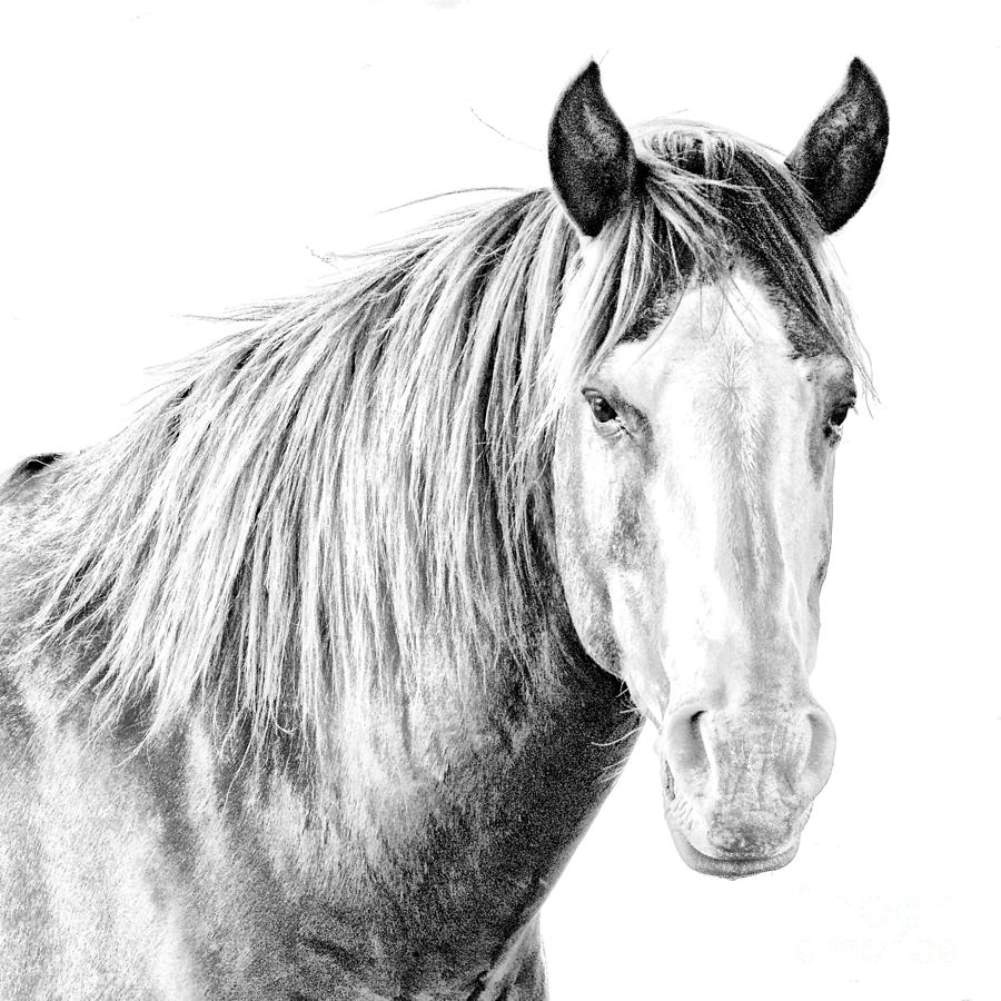 Soulful Stallion Photograph by Lisa Manifold - Fine Art America