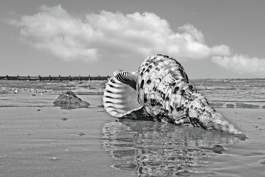 Sounds of the Ocean - Trumpet Triton in Black and White Photograph by Gill Billington