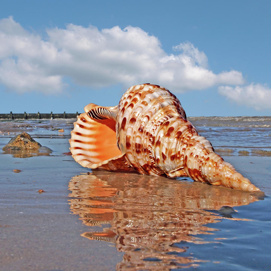 Summer Photograph - Sounds of the Ocean - Trumpet Triton Seashell - Square by Gill Billington