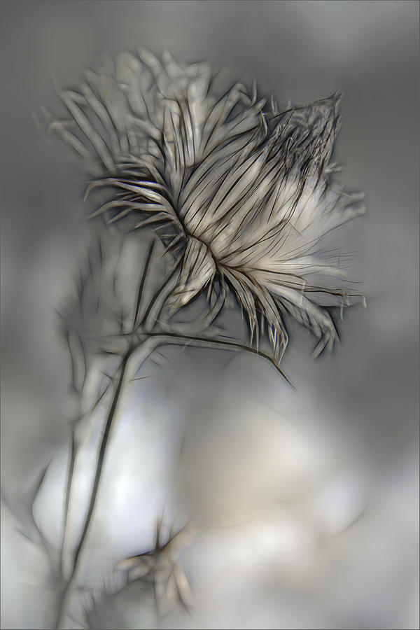 Flower Photograph - Source Of Life by Gilbert Claes