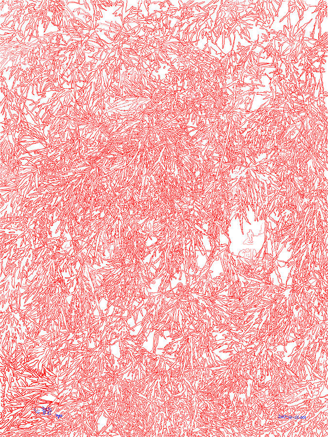 Japanese Maple Designs 2017 001 by Michael Genevro Japanese Maple Designs 2017 001 by Michael Genevro