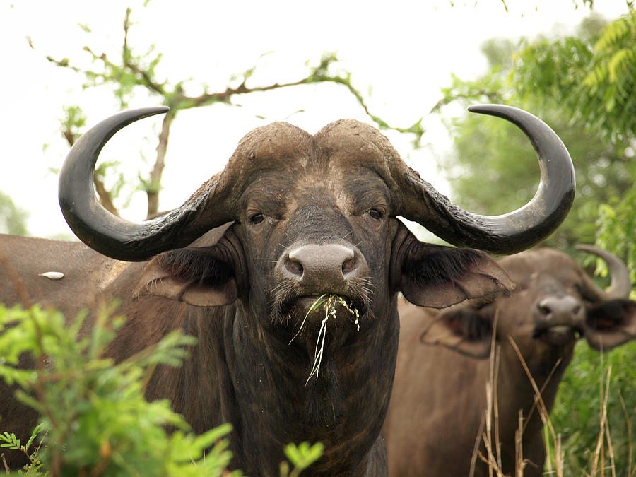 South Africa -  Buffalo Photograph by Ibon Cano Sanz