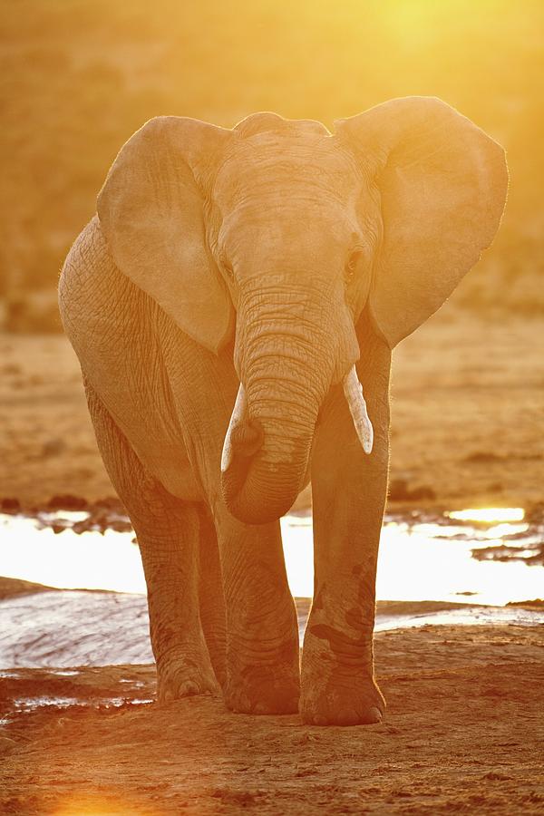 South Africa, Eastern Cape, Addo Elephant National Park, Sundays River Valley, African Elephant (loxodonta Africana) Digital Art by Richard Taylor