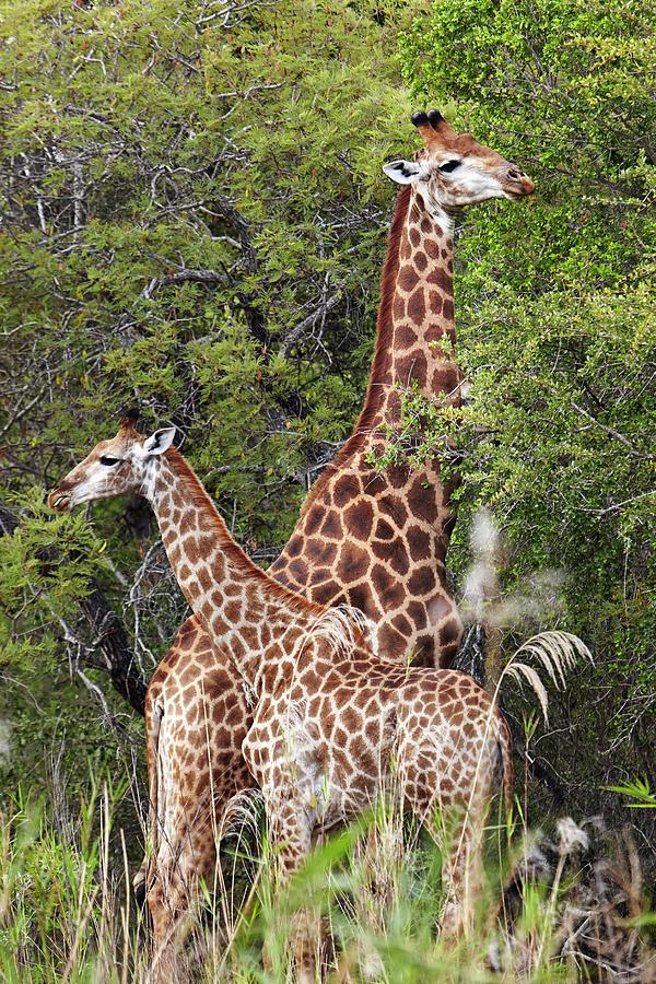 South Africa, Mpumalanga, Kruger National Park, Giraffes Digital Art by Richard Taylor