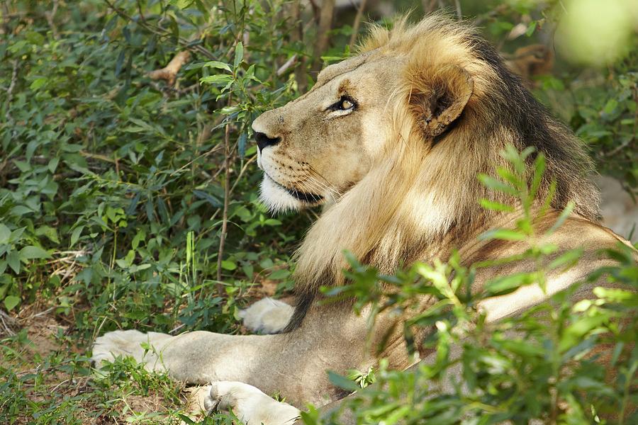 South Africa, Mpumalanga, Kruger National Park, Lion, Lioness Digital Art by Richard Taylor