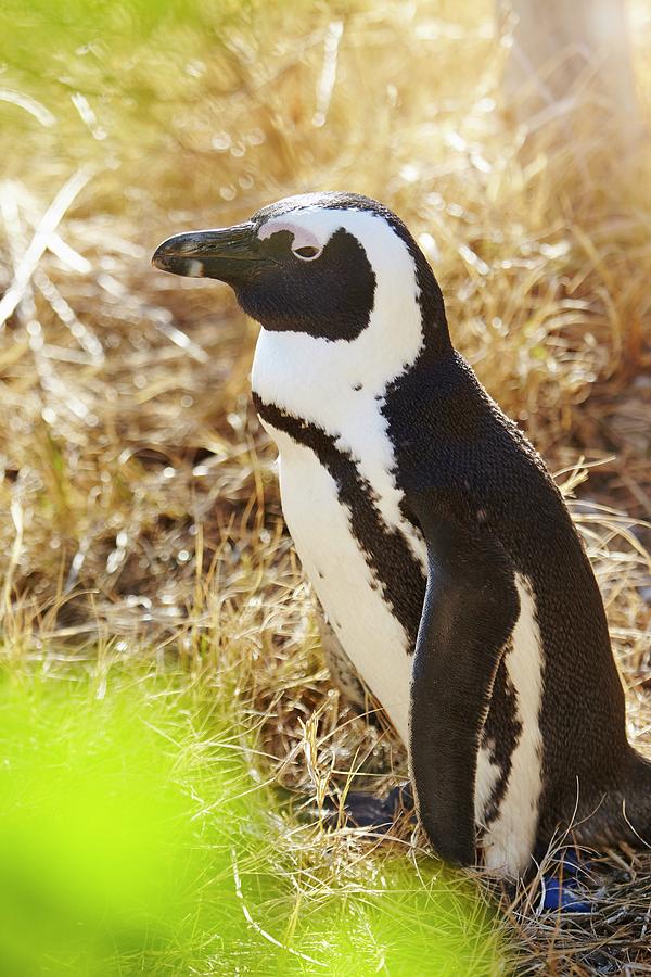 South Africa, Western Cape, Cape Town, African Penguin (jackass Penguin) At Boulders Beach, Simons Town Digital Art by Richard Taylor