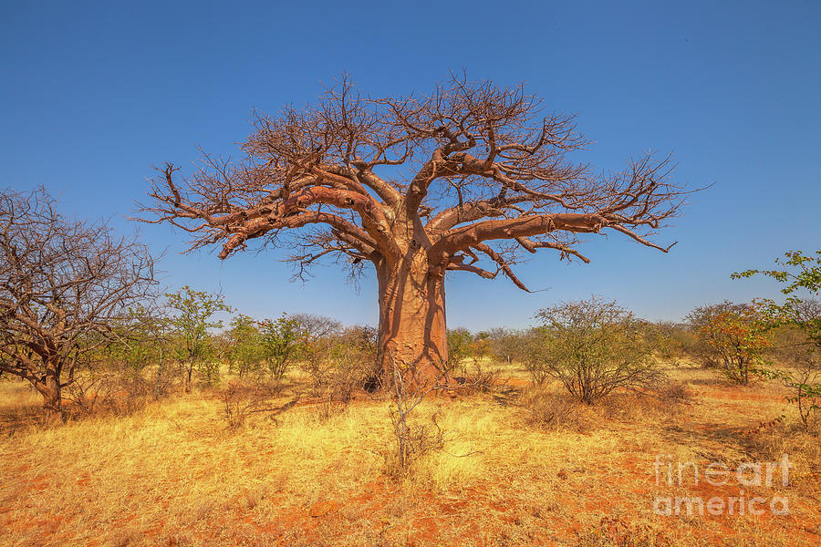 South African Baobab tree Photograph by Benny Marty