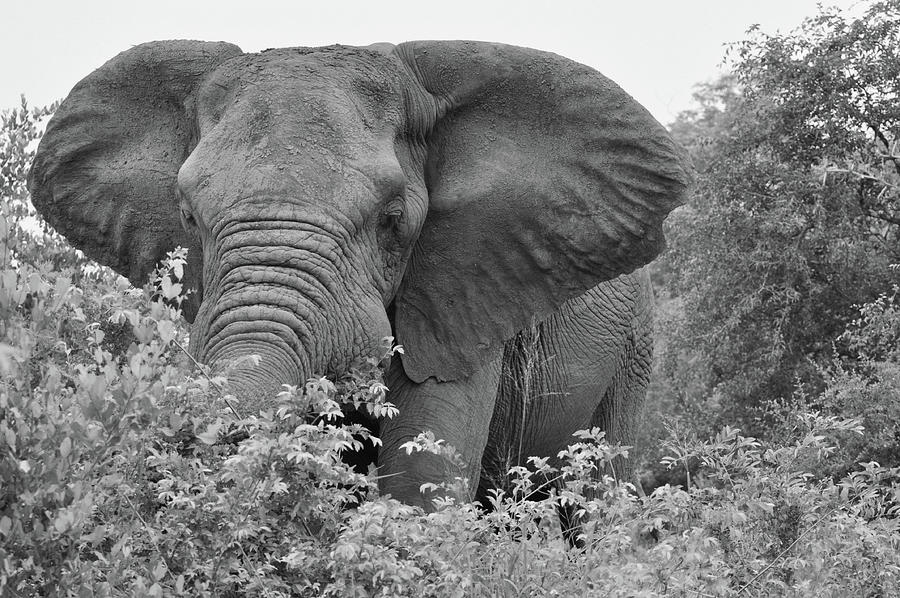 South African Bull Elephant Black and White Photograph by Rebecca Herranen