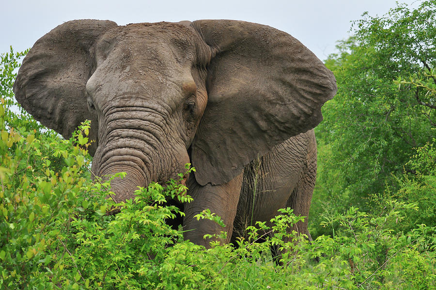 South African Bull Elephant Photograph by Rebecca Herranen