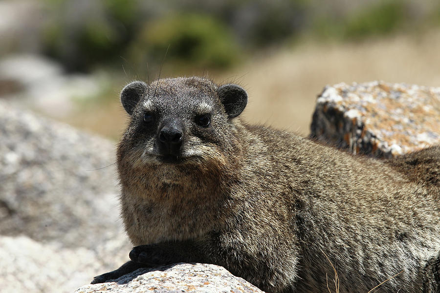 South African Dassie Rat 012 Photograph by Bob Langrish - Fine Art America