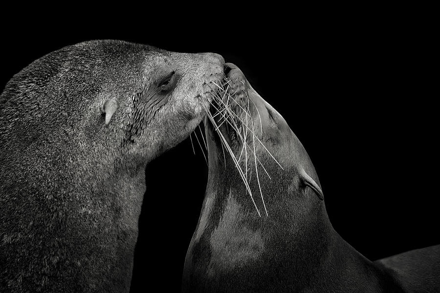 South African Fur Seal In Love Photograph by Mathilde Guillemot