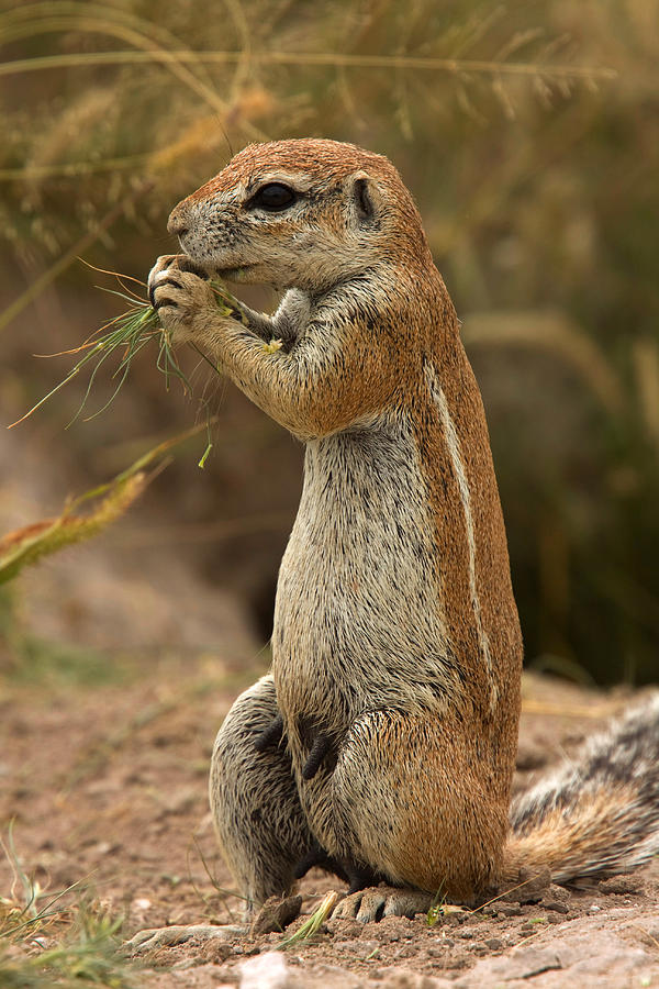 South African Ground Squirrel Photograph by David Hosking - Pixels